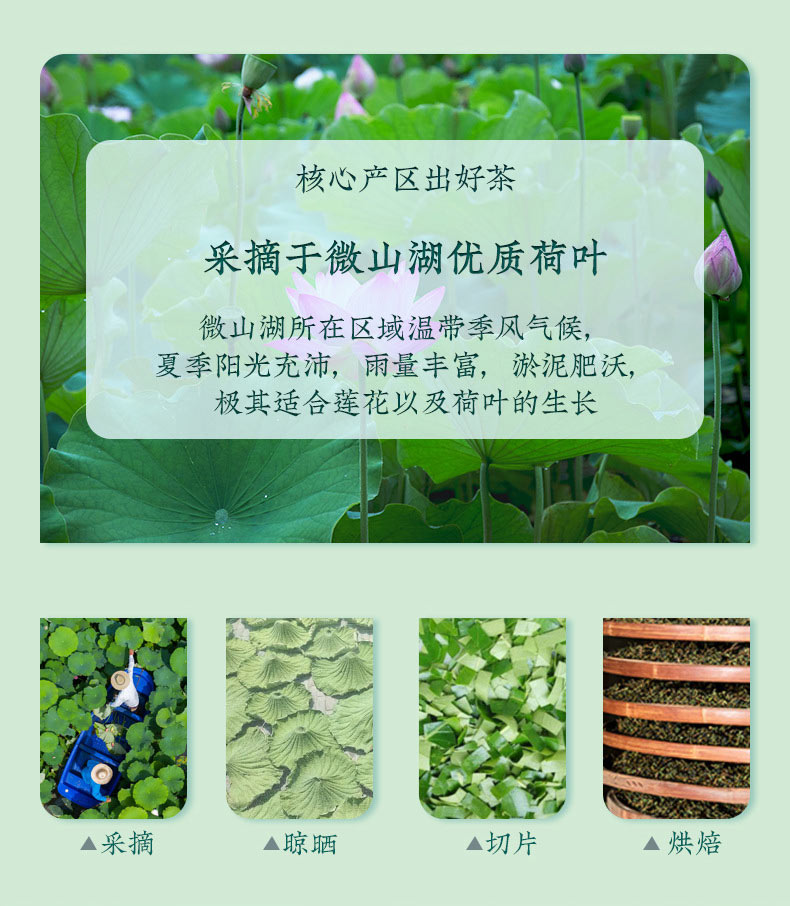 大肚茶袋泡茶加工流程